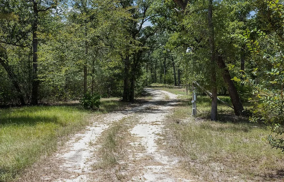 A dirt road winding through the trees out in the woods.